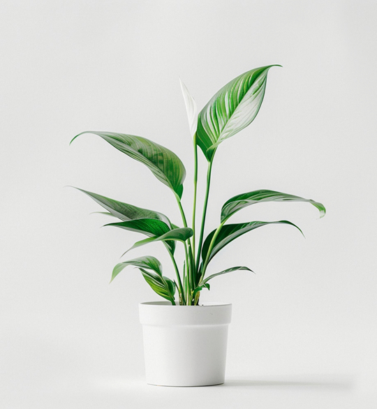 product-03 Silver Mist